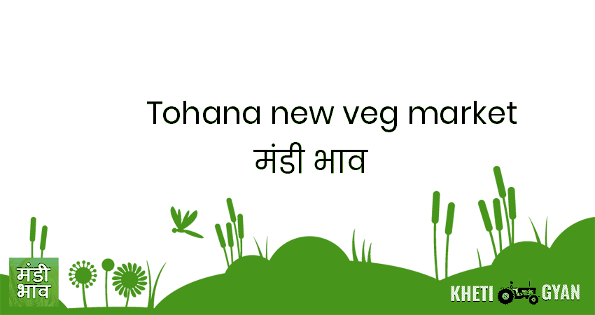 Tohana(New Veg Market) मंडी भाव की ताज़ा तस्वीर